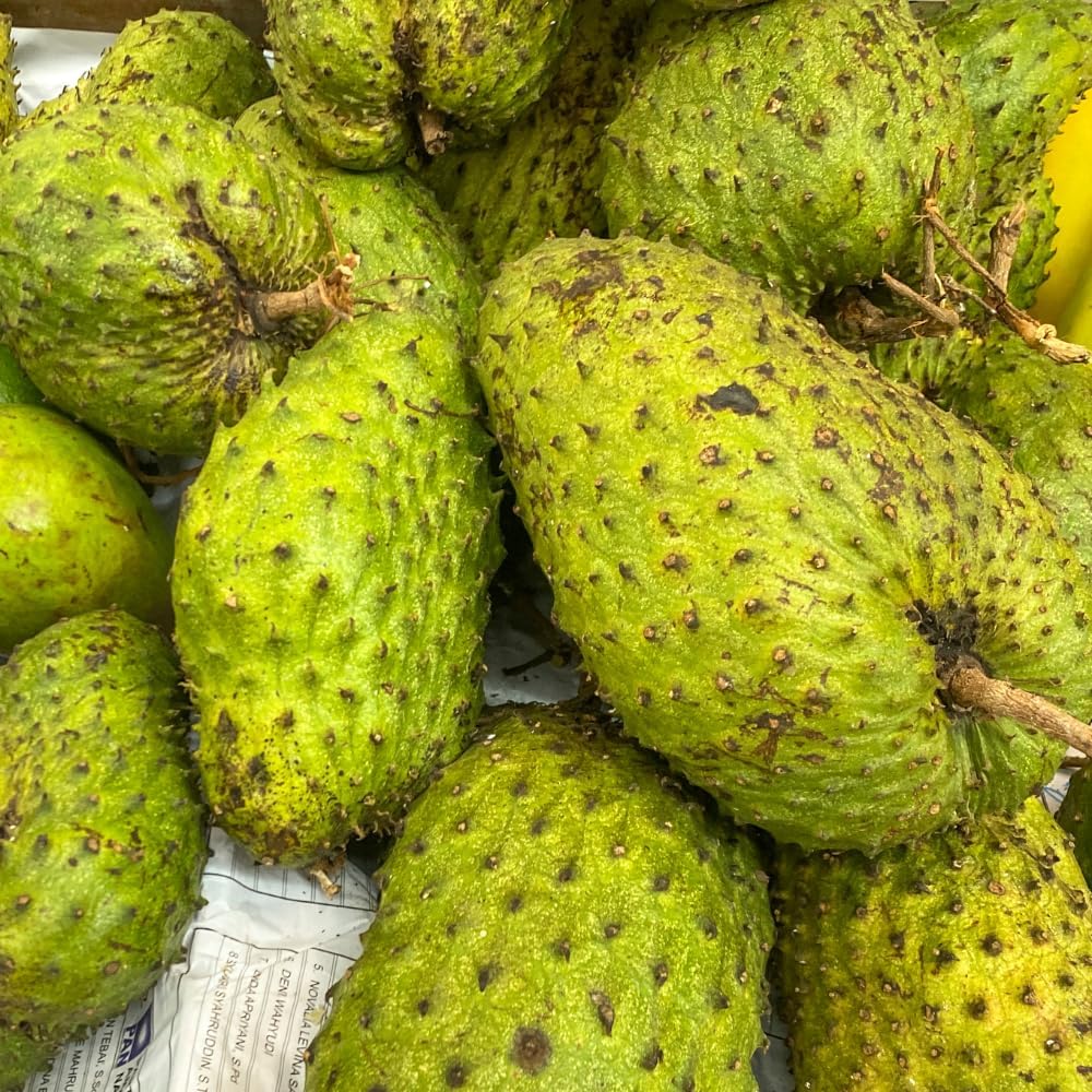 Soursop Tree, 3 Ft Tall Grafted Soursop Tree Live Plant in 3 Gallon Pot, Tropical Guanabana Trees