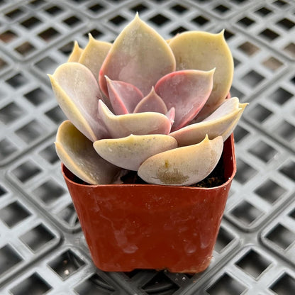 Sprout N Green Echeveria 'Perle von Nürnberg', Live Succulent Plant Fully Rooted in 2" Pots with