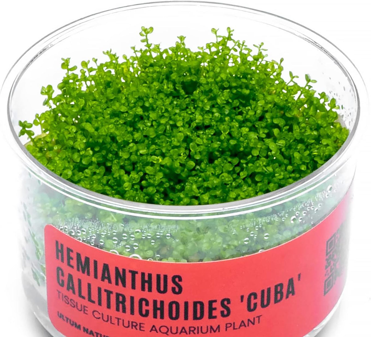 Ultum Nature Systems Dwarf Baby Tears Hemianthus Callitrichoides Cuba Tissue Culture Live Plant for