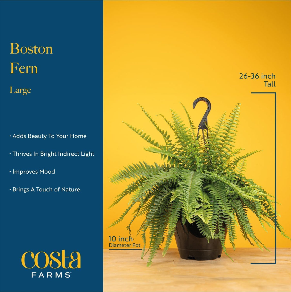 Costa Farms Boston Fern Live Plant in Plastic Pot, Air Purifying Large Indoor & Outdoor Houseplant