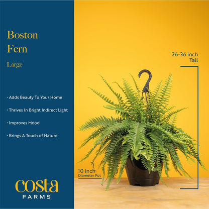 Costa Farms Boston Fern Live Plant in Plastic Pot, Air Purifying Large Indoor & Outdoor Houseplant