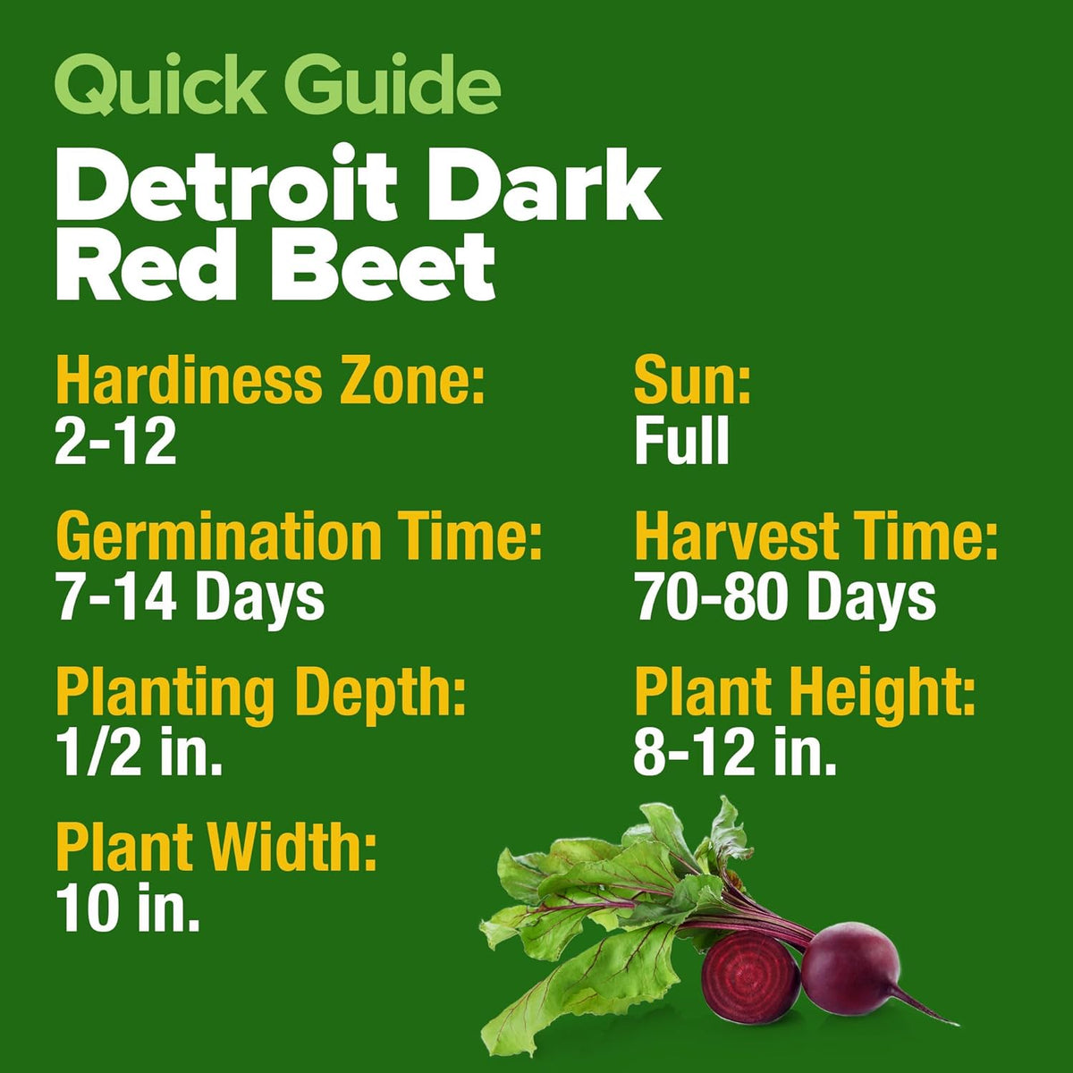 HOME GROWN Detroit Dark Red Beet Seeds 2 Pack(Beta vulgaris) 1000+𝗡𝗢𝗡-𝗚𝗠𝗢 𝗨𝗦𝗔 Heirloom