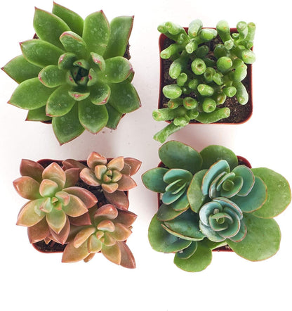 Shop Succulents Assorted Succulent Plant Pack Collection - Live Mini Succulent Plants, Low