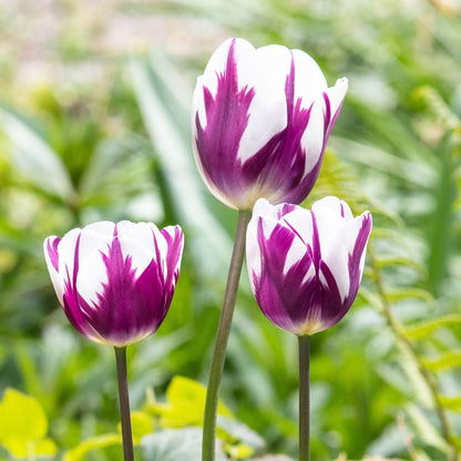 Blueberry Swirl Tulip Flowers - 40 Bulbs and Bonus Gift - Vibrant Purple & White Perennial Blooms |