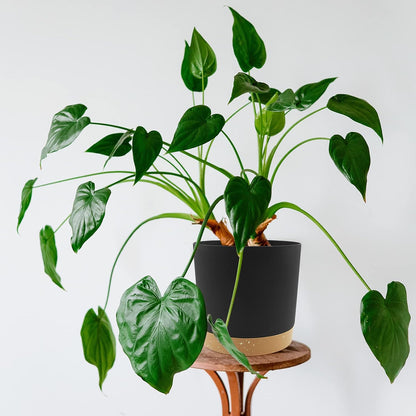 QCQHDU 6.5 inch Plant Pot, 2 Pack Planters for Indoor Plants with Drainage Holes & Saucer, Outdoor
