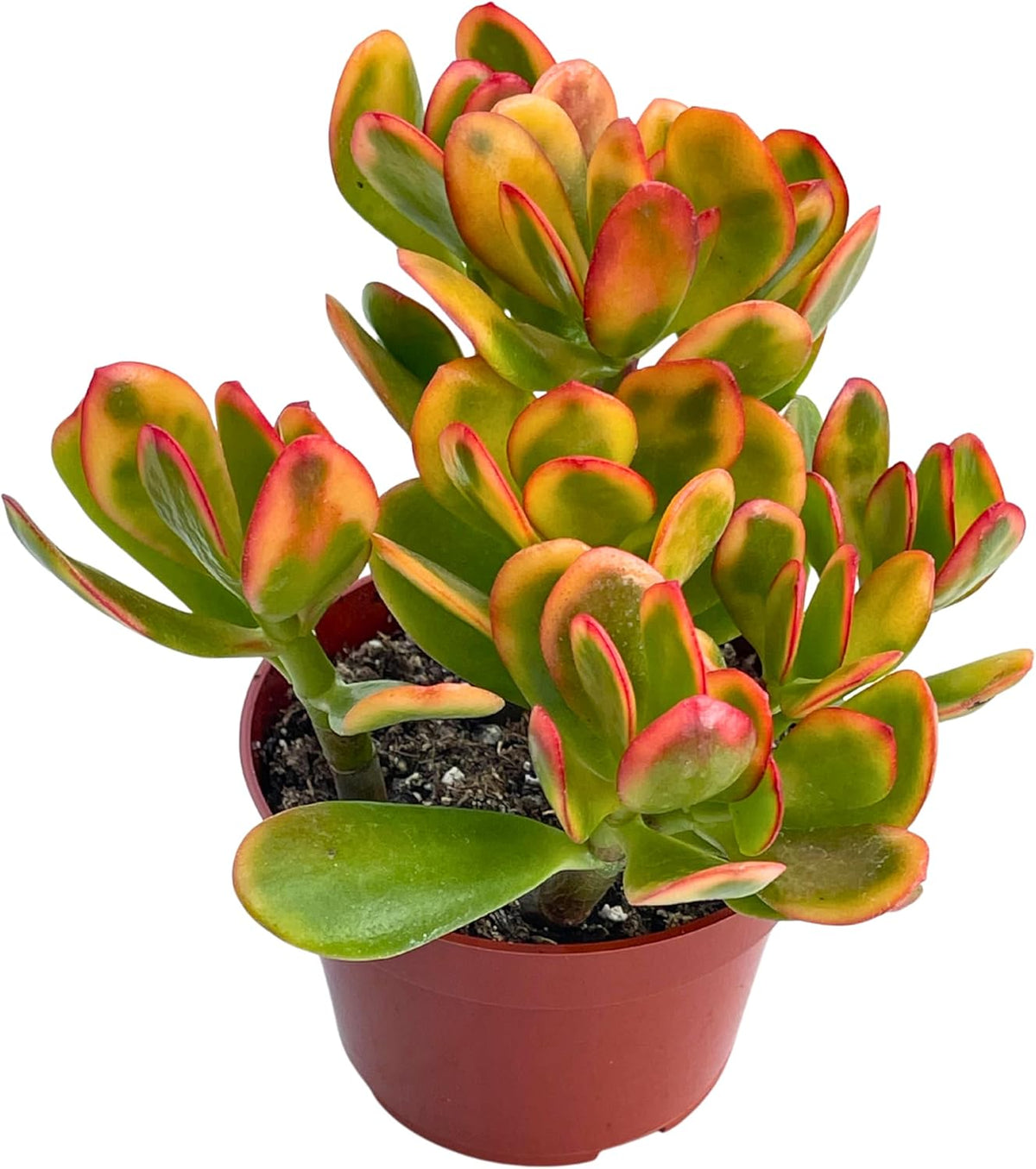 Live Succulent 4" Crassula Sunset Jade, Succulents Plants Live, Succulent Plants Fully Rooted, Rare
