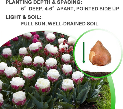 Ice Cream Double Tulip Bulbs – 3 Premium Peony-Style Blooms | White Cream Petals with Pink-Red Base