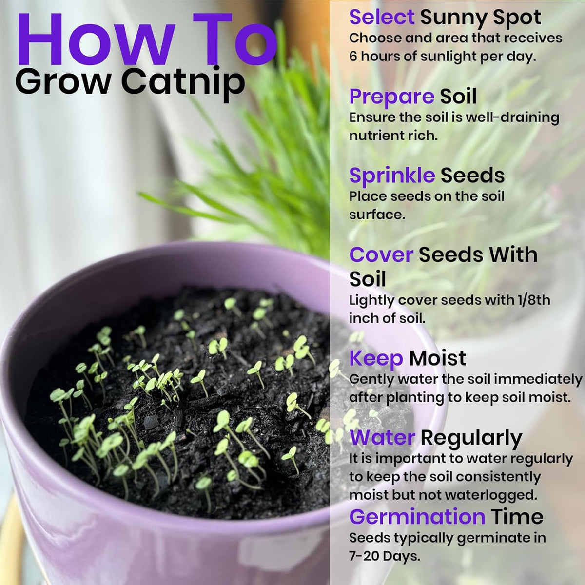 NatureZ Edge Catnip Seeds for Planting, 2.6 Grams, 4400+ Herb Seeds, Indoor or Outdoor Growing