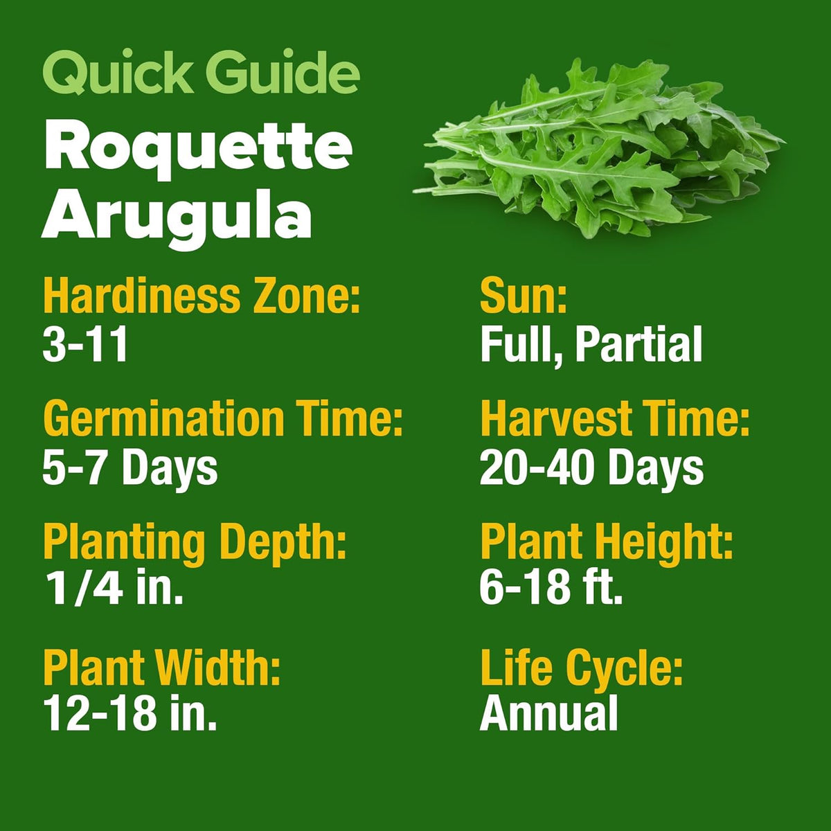 HOME GROWN Arugula Seed 2 Pack – 4350 𝗡𝗢𝗡-𝗚𝗠𝗢 𝗨𝗦𝗔 Vegetable Seeds – Ideal Seeds for