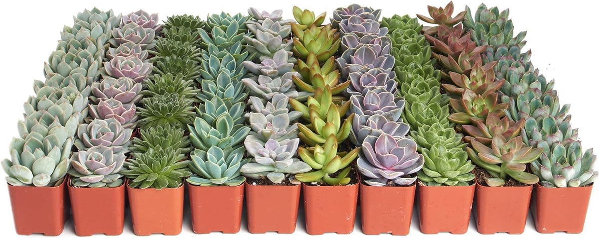 Shop Succulents Rosette Succulent Plant Pack Collection - Live Mini Succulent Plants, Low
