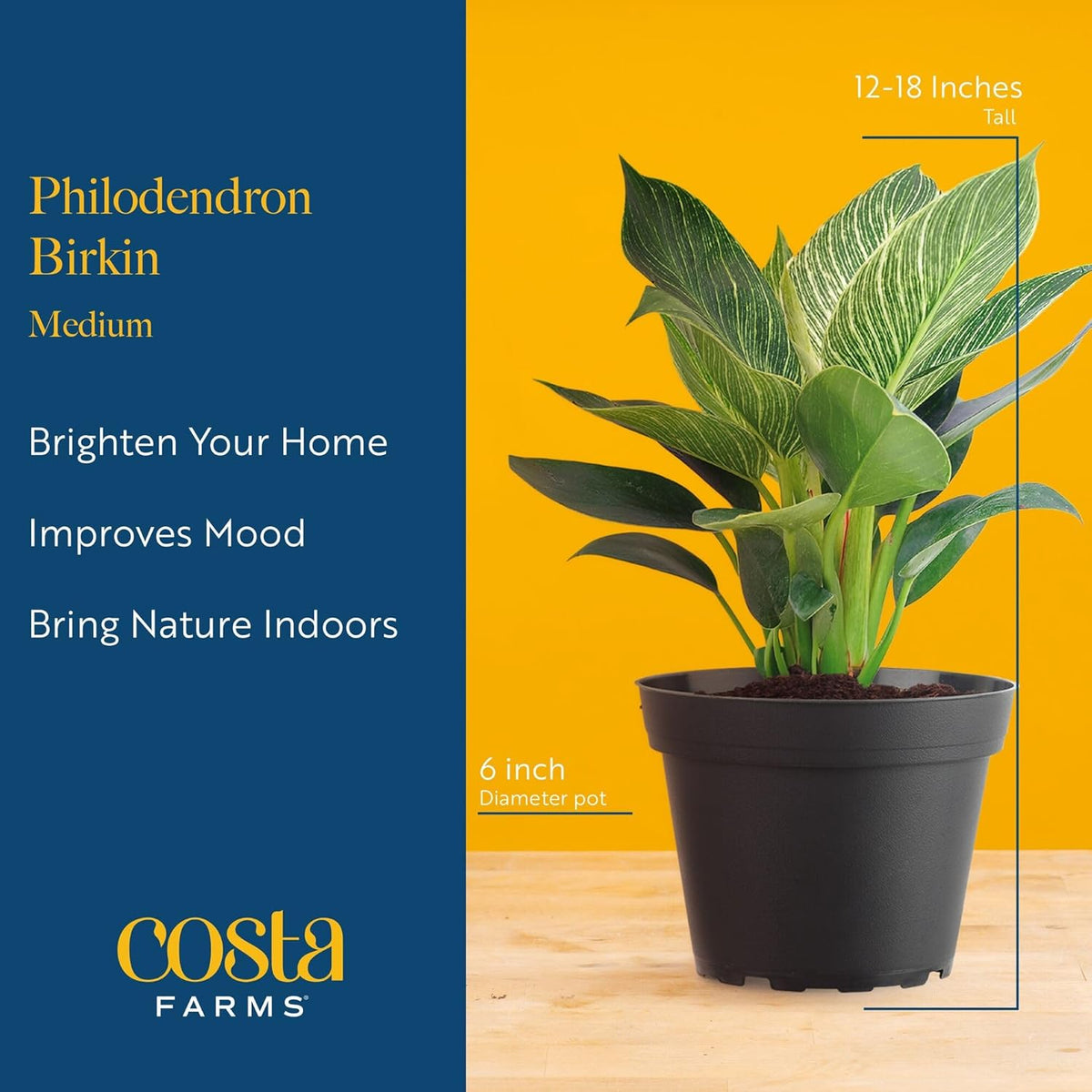 Costa Farms Philodendron Birkin Live Plant in Decorative Pot, Air Purifying Indoor Houseplant