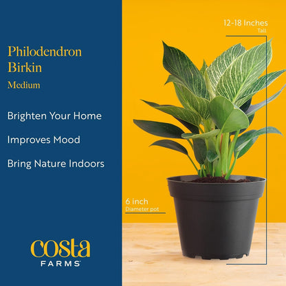 Costa Farms Philodendron Birkin Live Plant in Decorative Pot, Air Purifying Indoor Houseplant