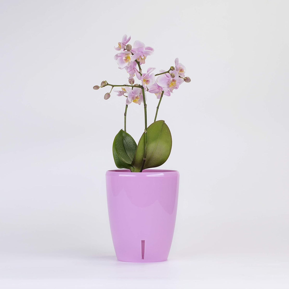 Santino 4.9 Inch ORCHIDEA Self Watering Pots for Orchids in Lavender - Decorative Wicking Planter