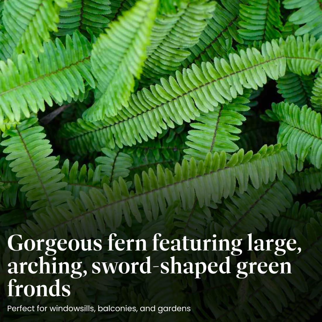 American Plant Exchange Kimberly Queen Fern – 6-Inch Pot – Live Hardy Upright Fern Houseplant, Easy