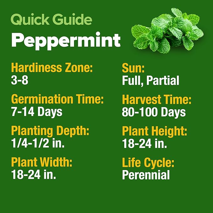 HOME GROWN 𝗨𝗦𝗔 𝗣𝗥𝗘𝗠𝗜𝗨𝗠 Peppermint Seeds Pack – 2,370 𝗡𝗢𝗡-𝗚𝗠𝗢 Heirloom Mint Seeds