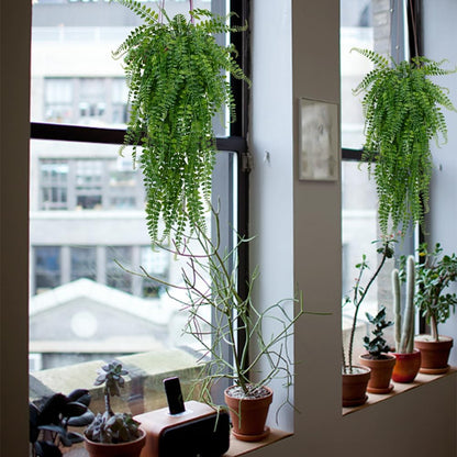 6 Pcs Artificial Hanging Ferns Plants Fake Hanging Plants Fake Ivy Boston Ferns Vine Outdoor Indoor