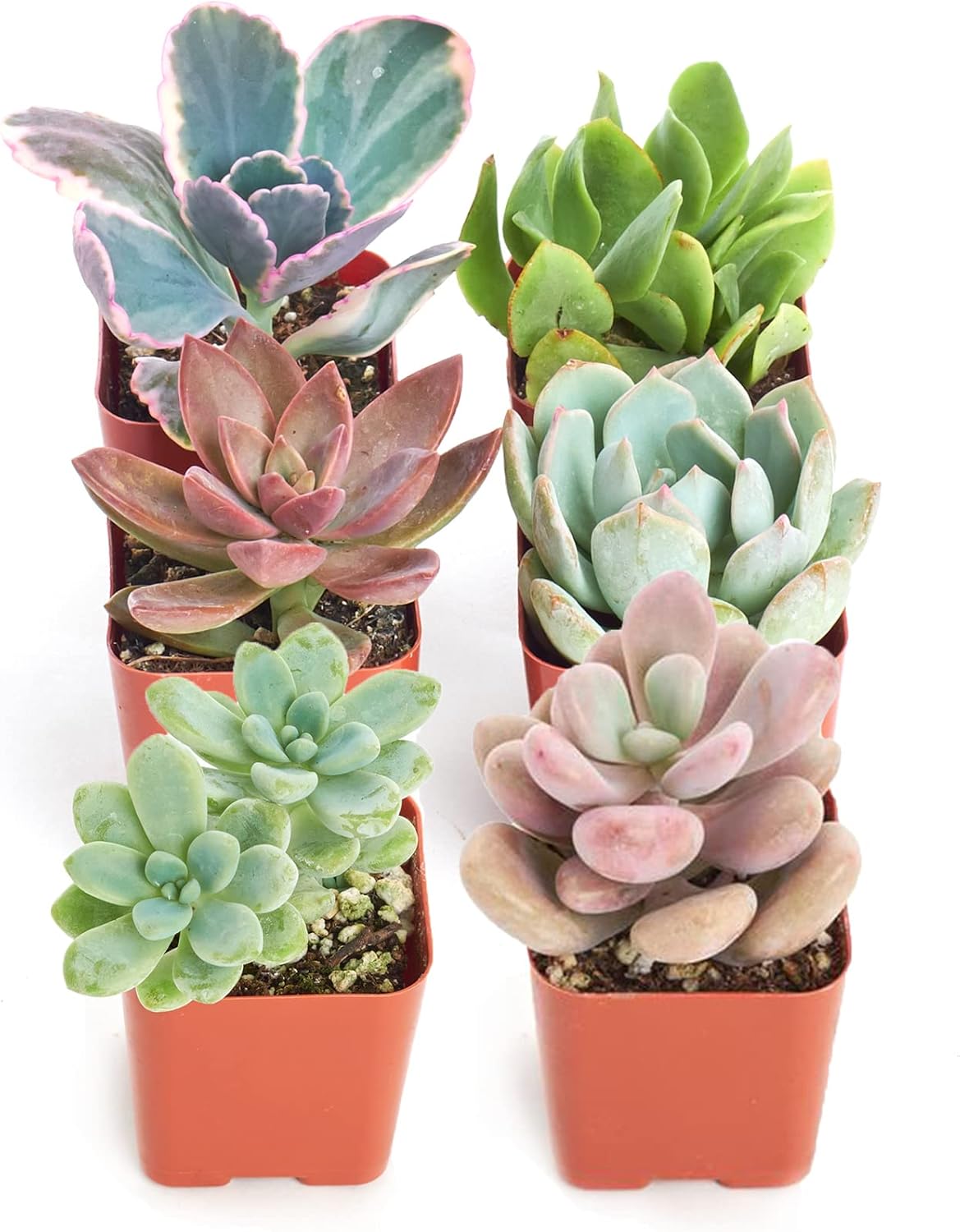 Shop Succulents Pastel Succulent Plant Pack Collection - Live Mini Succulent Plants, Low