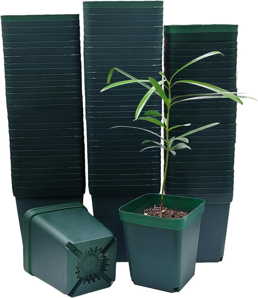 Square Seedling Nursery Pots 3.15 Inches 100 Pcs for Small Succulents or Cacti Flower Plastic Pots