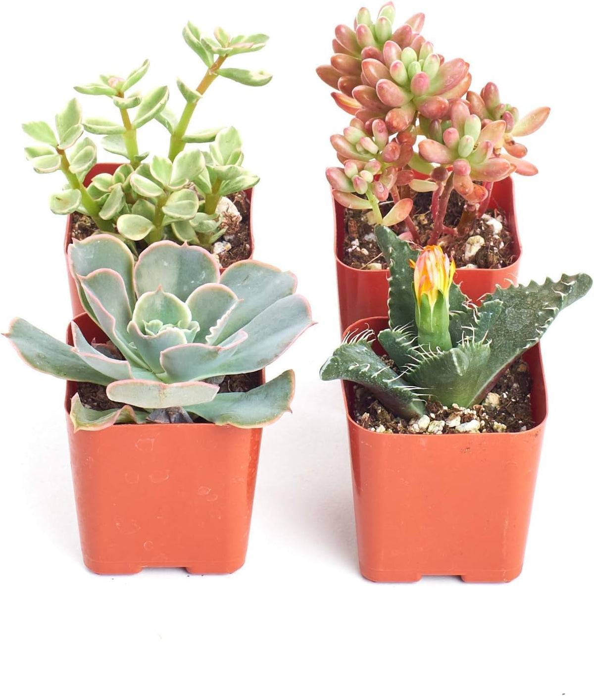 Shop Succulents Assorted Succulent Plant Pack Collection - Live Mini Succulent Plants, Low