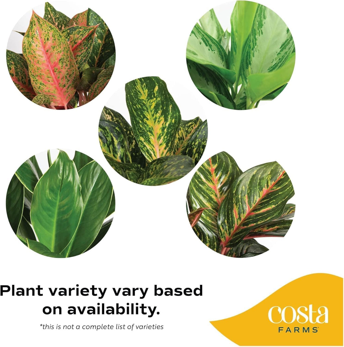 Costa Farms Chinese Evergreen, Aglaonema Easy To Grow Live Indoor Plant in Premium Décor Planter