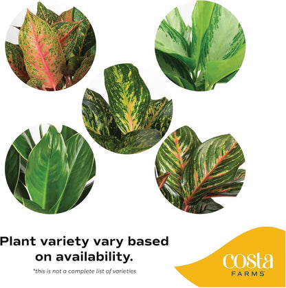 Costa Farms Chinese Evergreen, Aglaonema Easy To Grow Live Indoor Plant in Premium Décor Planter
