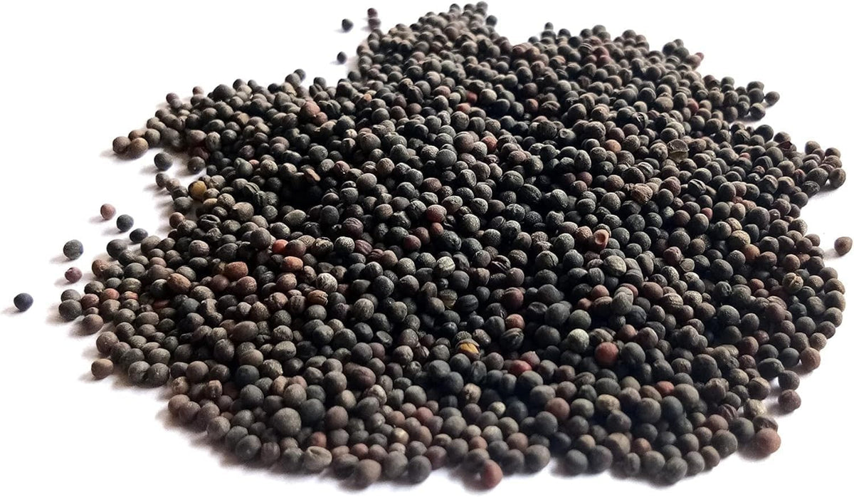 Curled Blue Kale Seeds for Planting – Plant & Grow Heirloom Non-GMO Curled Blue Vates Kale Home