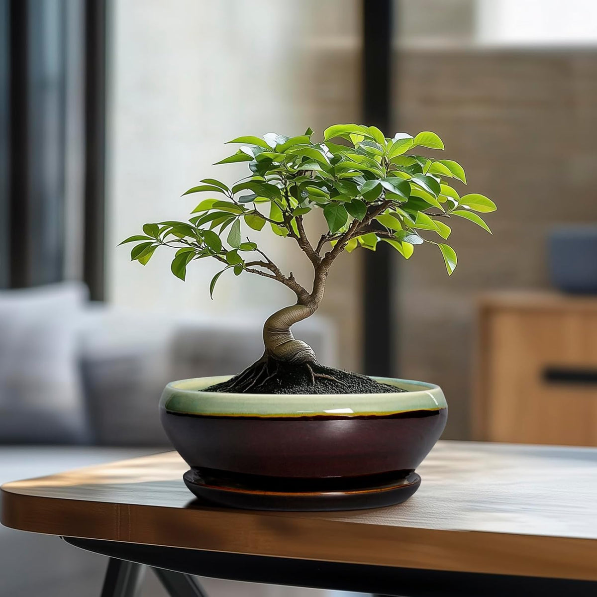 SQOWL Bonsai Pots 8 Inch - Ceramic Succulent Planters with Drainage Hole and Tray, Round Shallow