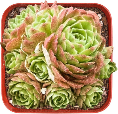 Sprout N Green Rosularia platyphylla, 1 Live Succulent Plant Fully Rooted in 2" Pot, House Plant