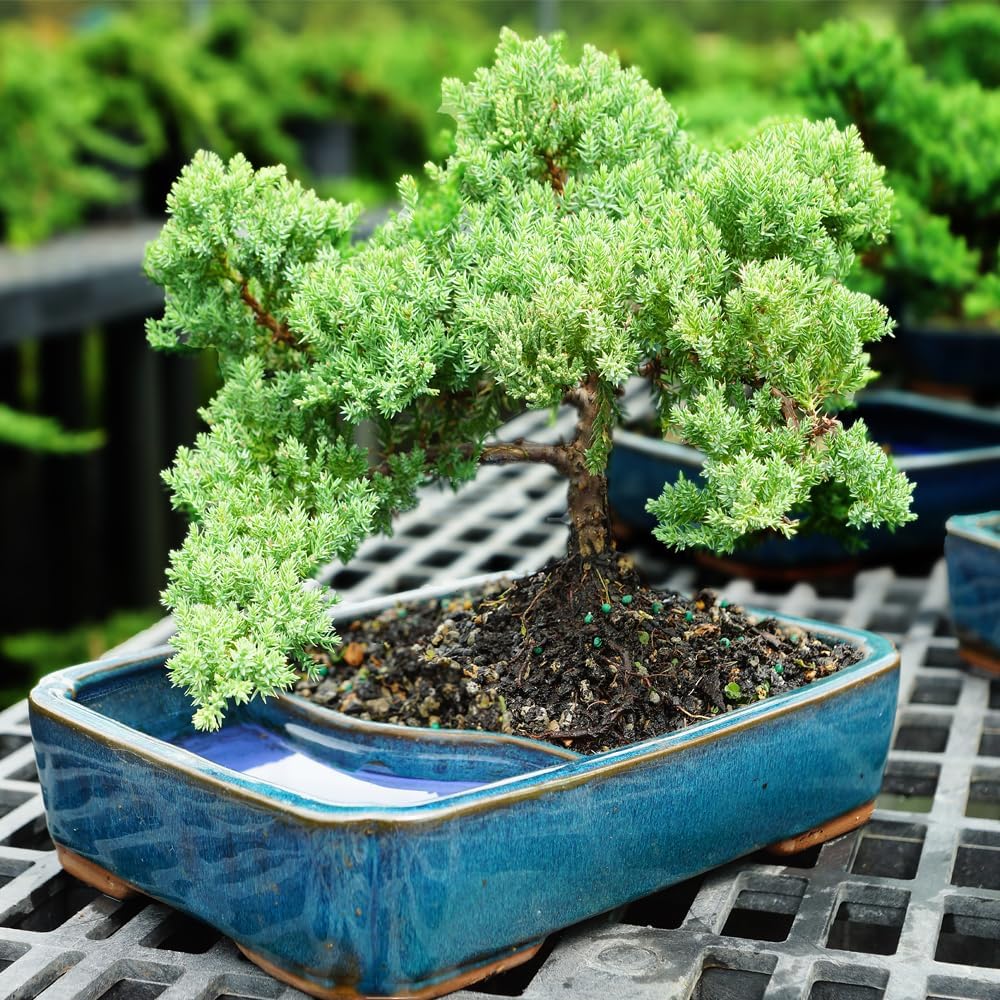 Brussel's Bonsai Live Green Mound Juniper Bonsai Tree - Medium, 5 Year, 6 to 10 Inches - Outdoor