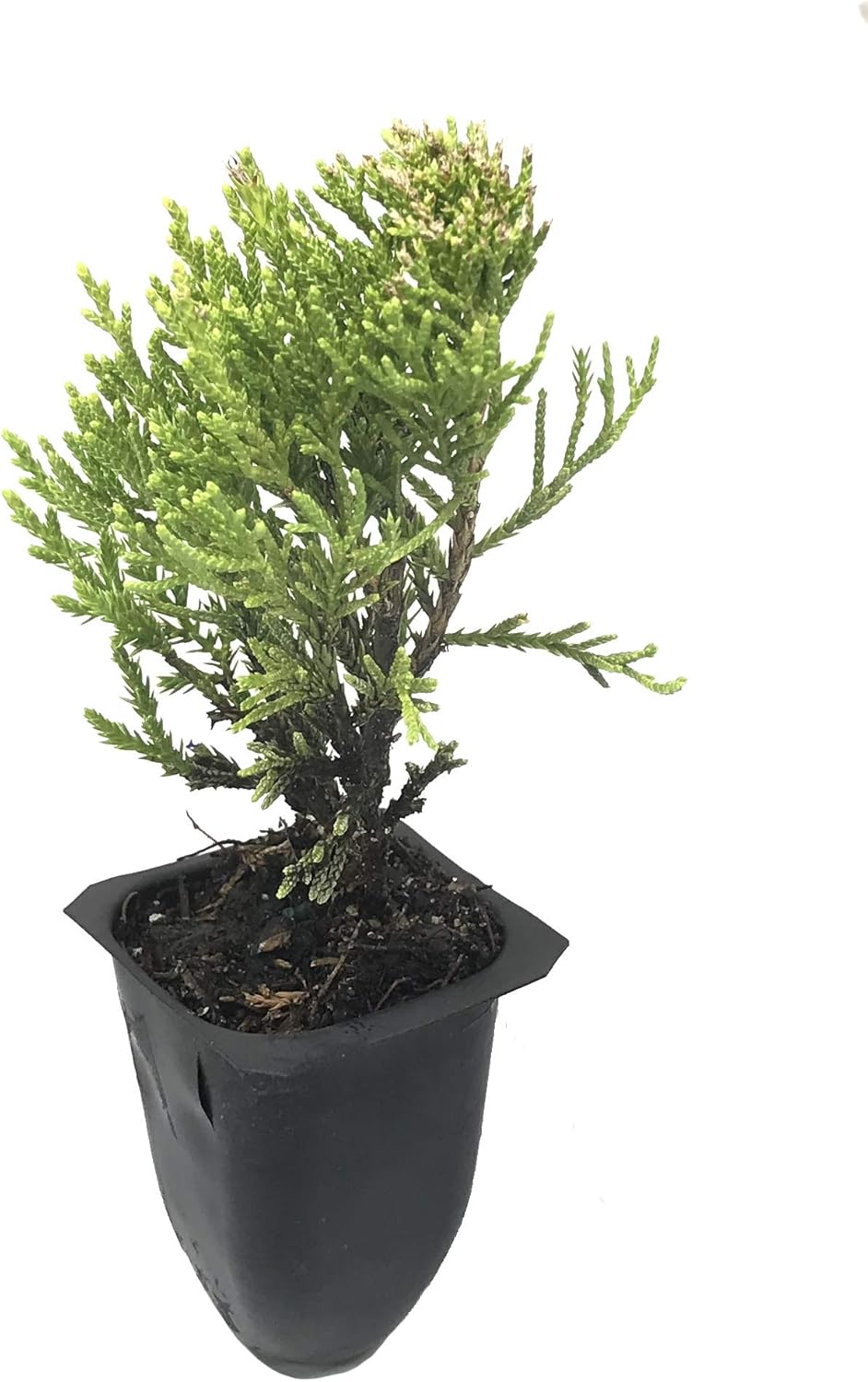 Sea Green Juniper - 40 Live Plants - Juniperus Chinensis - Hardy Evergreen Privacy Screen