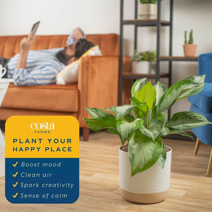 Costa Farms Chinese Evergreen, Aglaonema Easy To Grow Live Indoor Plant in Premium Décor Planter