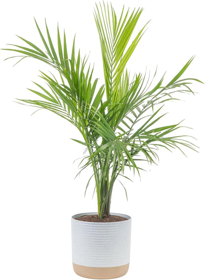 Costa Farms Majesty Palm Live Plant, Live Indoor and Outdoor Palm Tree, Potted in Modern Décor