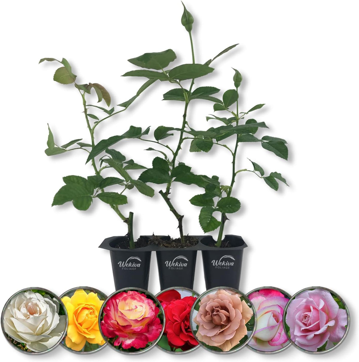 Rose Bush Variety Pack - 3 Live Starter Plants in 2 Inch Pots - Grower's Choice One Each of