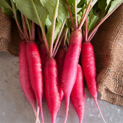 Radish Sprouting & Microgreens Seeds – Red Arrow Variety – 1 LB – Non-GMO, Heirloom – Fast-Growing