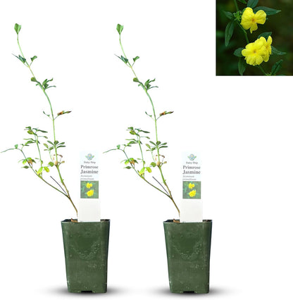 Primrose Jasmine (Jasminum Mesnyi) Live Plant - Fragrant Yellow Blooms. Japanese, Chinese, Asian.