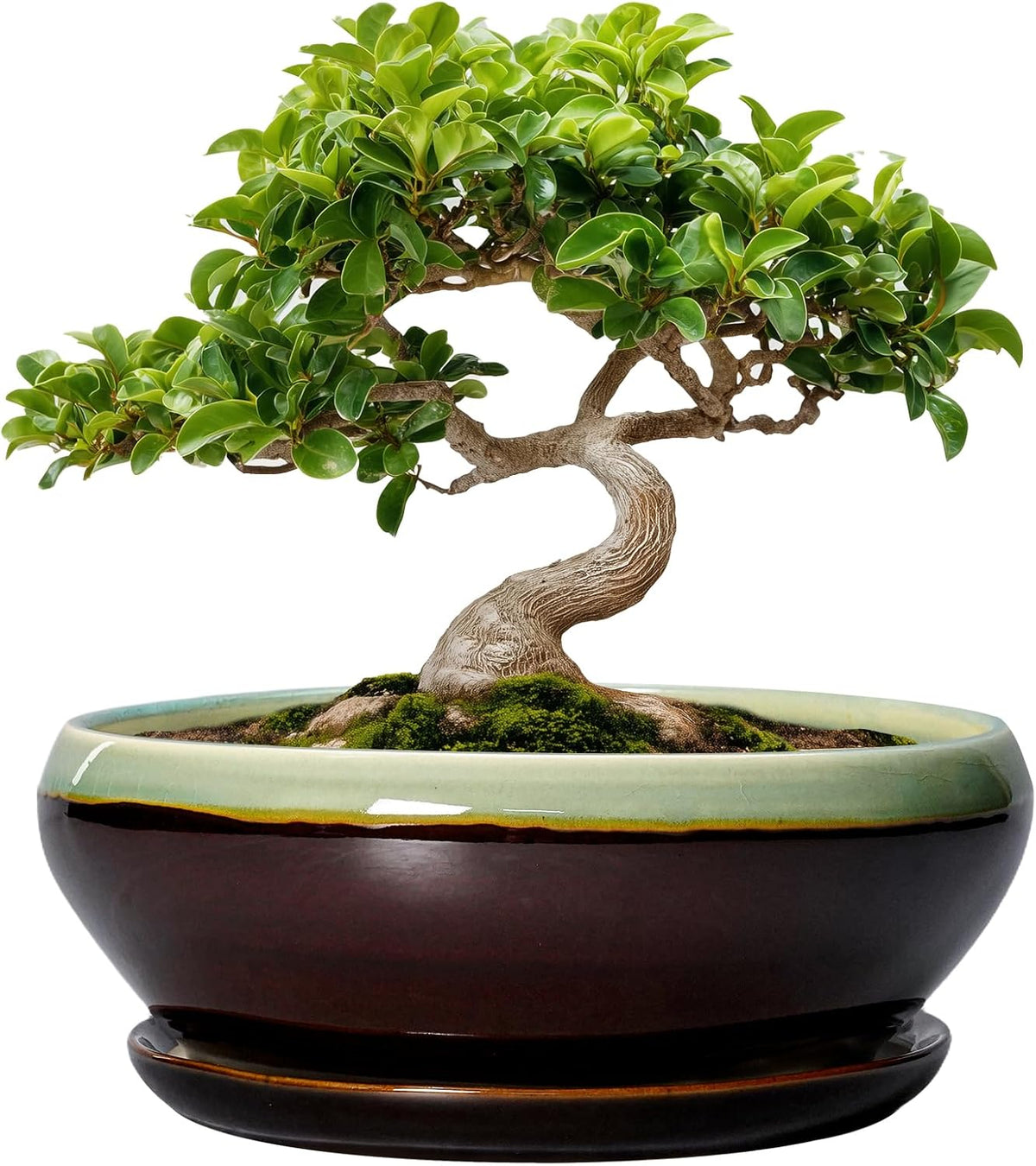 SQOWL Bonsai Pots 8 Inch - Ceramic Succulent Planters with Drainage Hole and Tray, Round Shallow