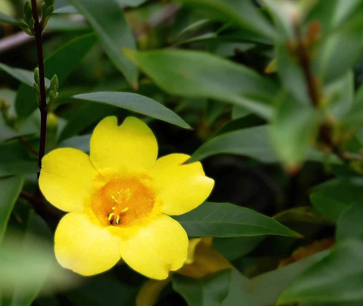 Carolina Jasmine Plant, Live Evergreen Vine, Fragrant Yellow Blooms, Fast Growing Climber for
