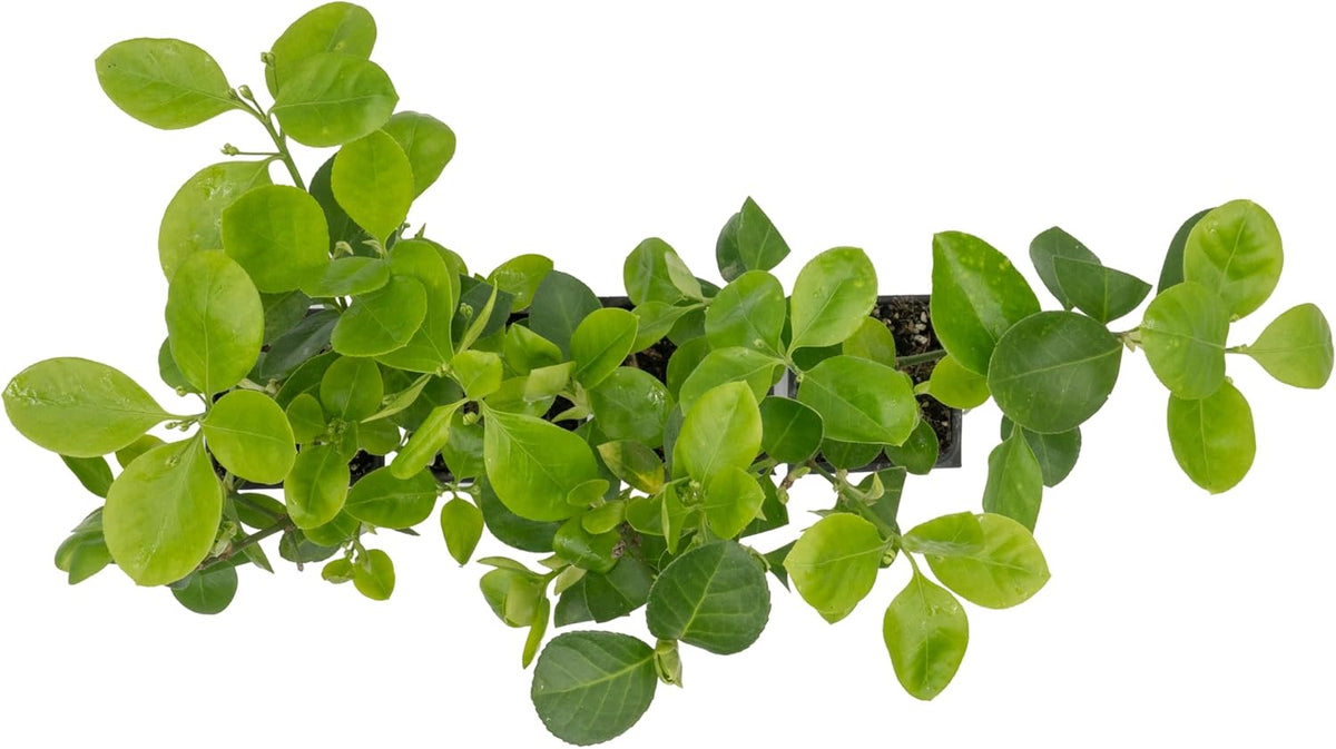 4 Manhattan Euonymus, Live Plants (Euonymus Kiautschovicus ‘Manhattan’) – Evergreen Shrub for