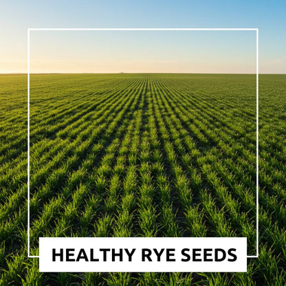 Rye Grass Seed - Fast Growing and Hardy Grass, Cover Crop, Food Plot. Grazing Pasture Seeds (5