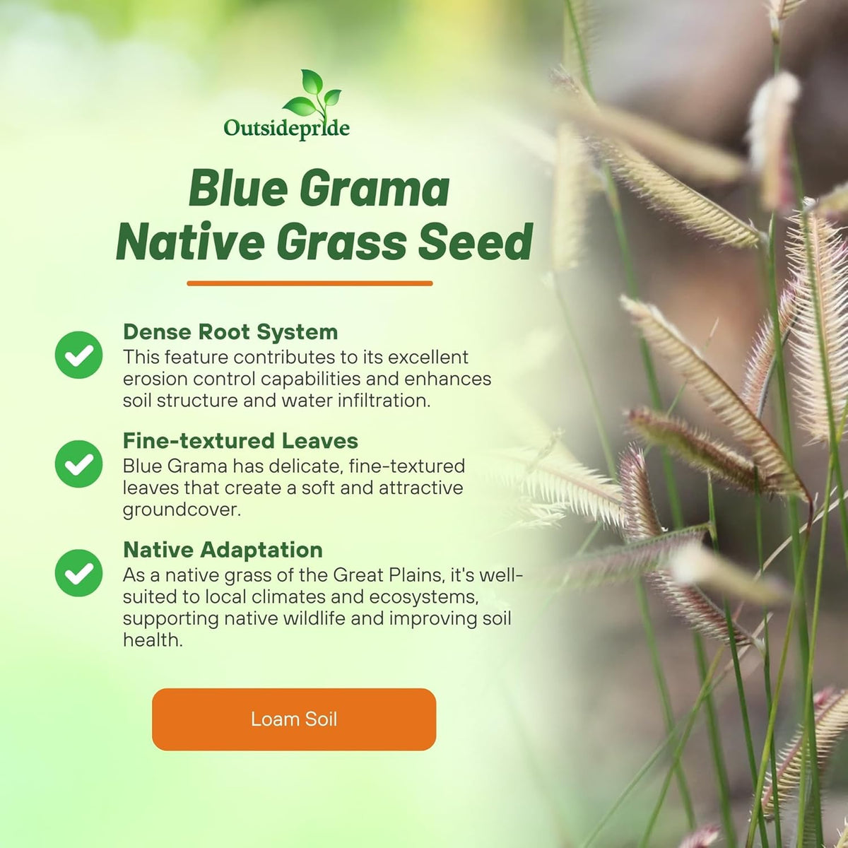 Outsidepride Blue Grama Native Grass Seed - 1 lb. Perennial, Drought Tolerant & Low Maintenance