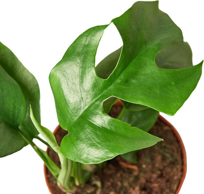 Philodendron Monstera Minima Live Plant for Indoor | Different Houseplants in 4'' & 6'' Pot | Real