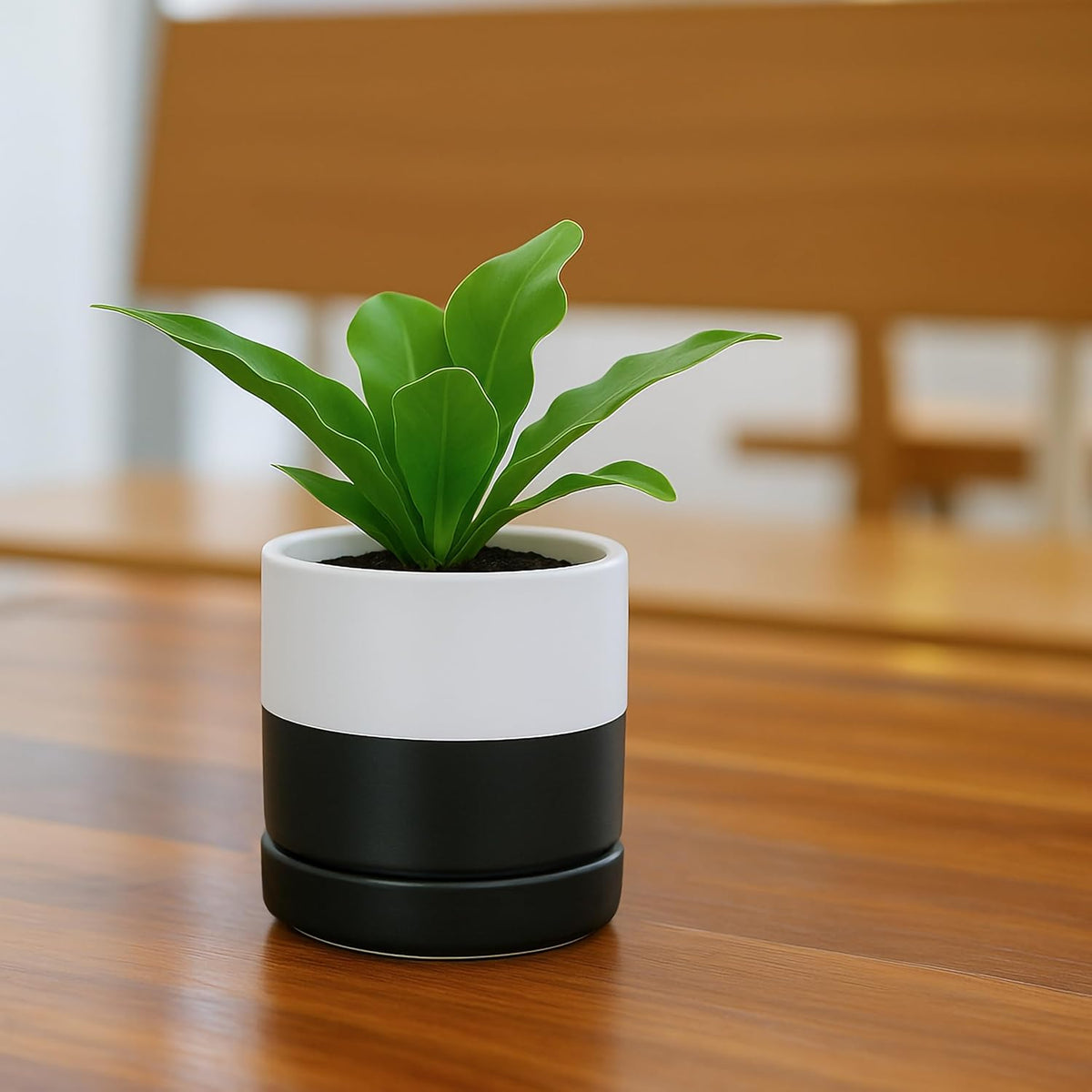 D'vine Dev 3.5 Inch Ceramic Planter Pot with Drainage Hole and Saucer, Indoor Cylinder Round