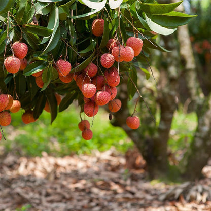 GARDENERA Premium Lychee Potting Soil Mix - Perfect Balance of Nutrients, Drainage, and Aeration
