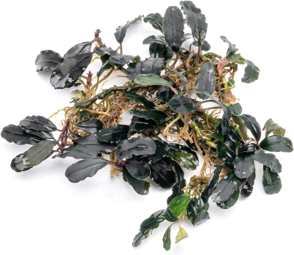 SubstrateSource Bucephalandra Deep Purple Live Aquarium Plant - Natural Freshwater Fish Tank