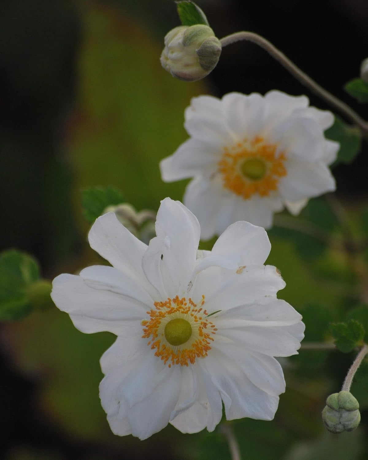 Perennial Farm Anemone x Hybrida 'Whirlwind' – Live Windflower in #1 Container, Semi-Double White