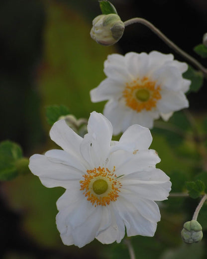 Perennial Farm Anemone x Hybrida 'Whirlwind' – Live Windflower in #1 Container, Semi-Double White