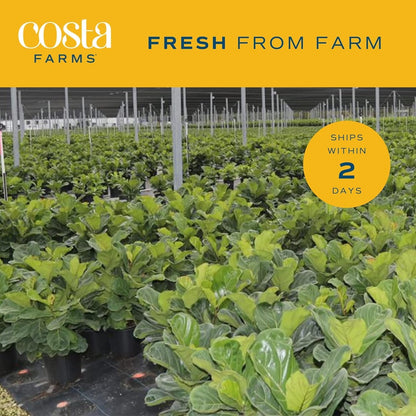 Costa Farms Fiddle Leaf Fig, Live Indoor Ficus Lyrata House Plant Potted in Modern Decor Planter