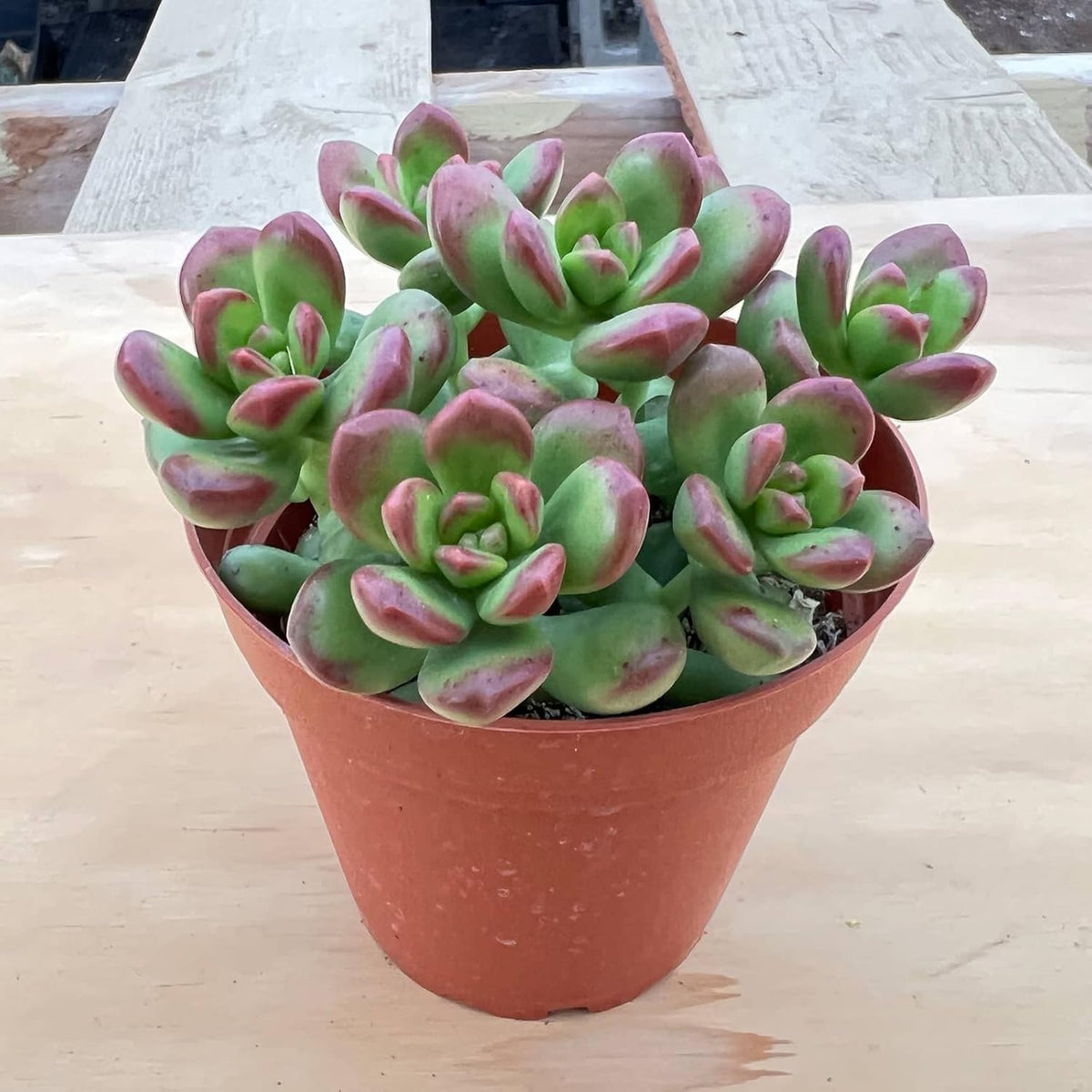 Live Succulents Sedum lucidum Obesum (4-inch), Succulent Plants Fully Rooted in Pots with Soil
