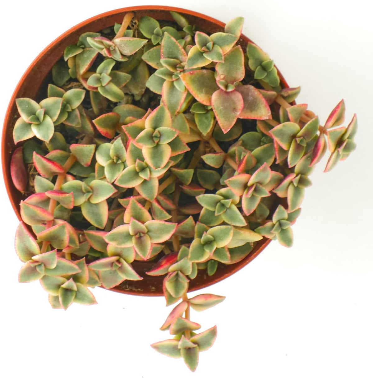 Shop Succulents Calico Kitten Hanging Succulent, Crassula Pellucida Variegata, Fully Rooted Live 4"