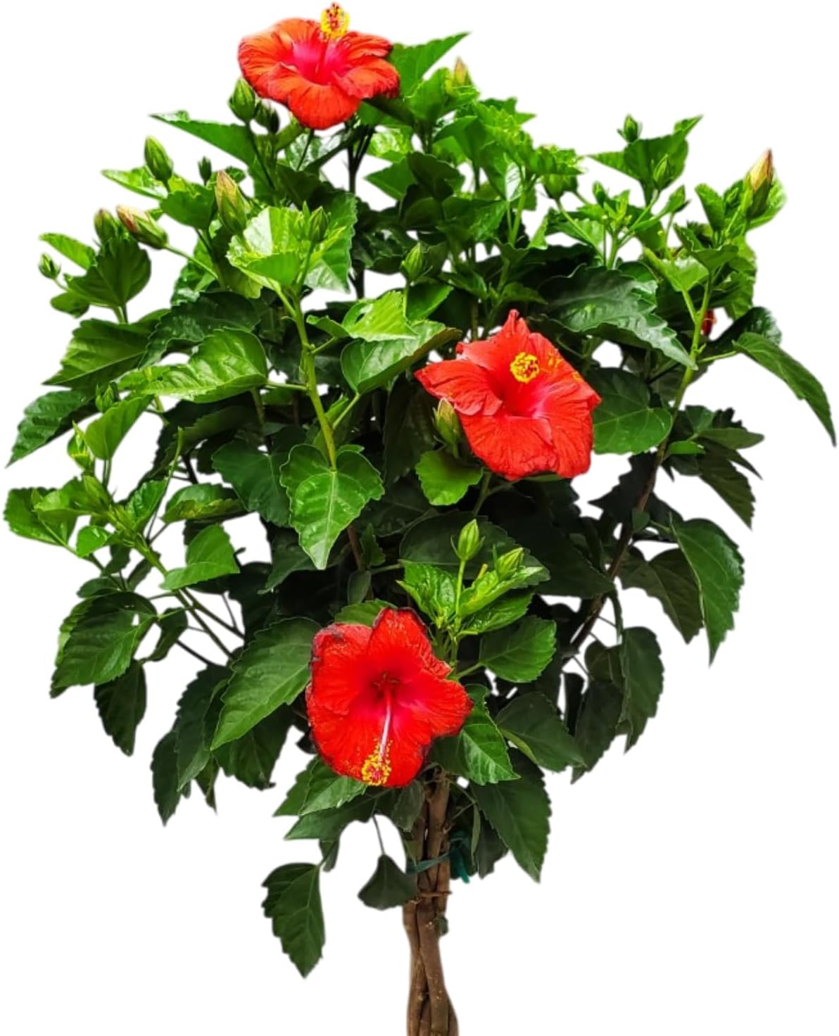 Live Hibiscus Plant - Tropical Flowering Tree Plant - Red President - Overall Height 38" to 44"